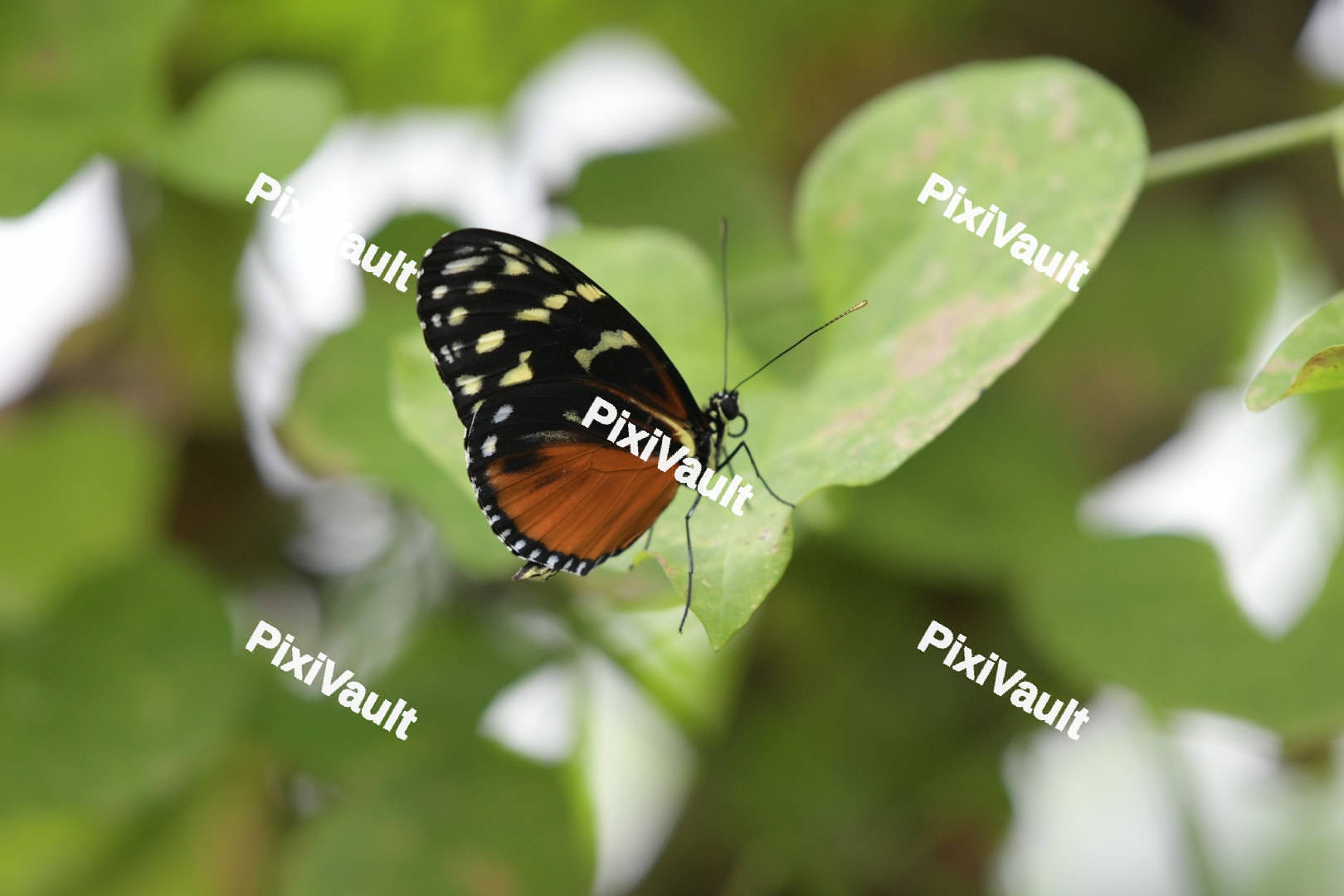 Tiger Passion Butterfly